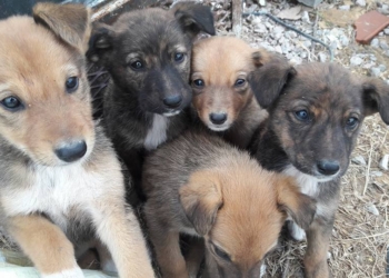 Nueve perritos fueron abandonados en Maciel y necesitan un hogar