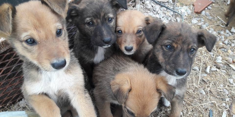 Nueve perritos fueron abandonados en Maciel y necesitan un hogar