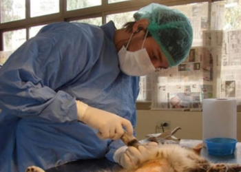 Totoras: nueva campaña de esterilización de mascotas