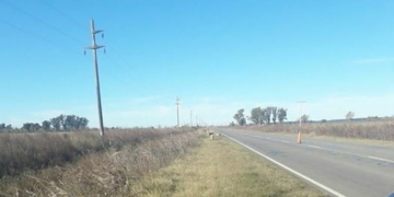 Indignación por una docena de perros abandonados en la ruta