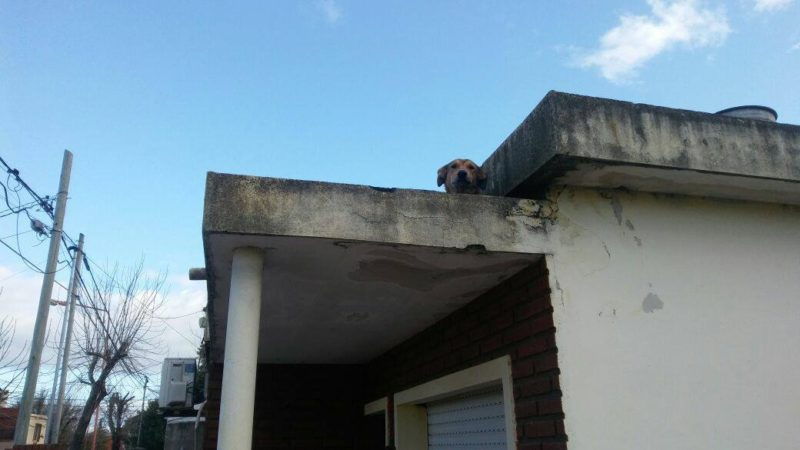 Totoras: denunciaron a una pareja por maltrato animal