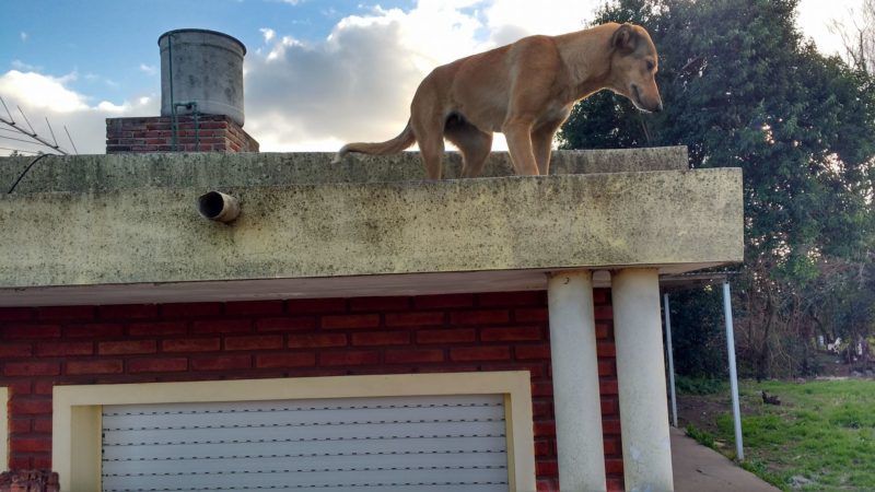 Totoras: denunciaron a una pareja por maltrato animal