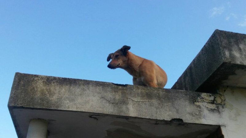 Totoras: denunciaron a una pareja por maltrato animal