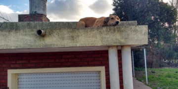 Totoras: denunciaron a una pareja por maltrato animal