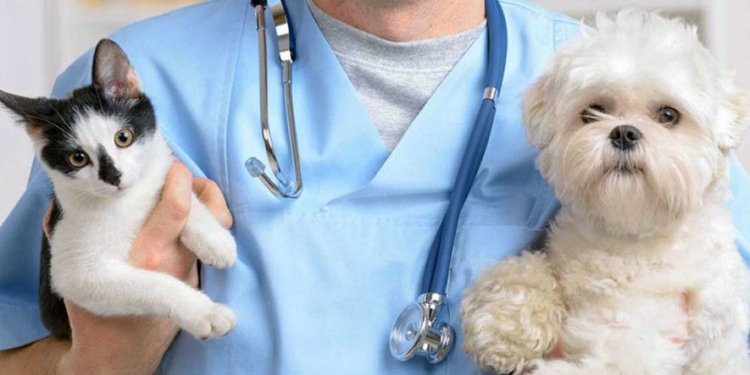 Cuarta jornada de castración gratuita y masiva en Centeno