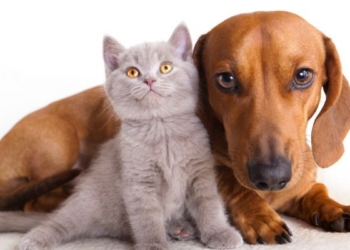 Castración gratuita en San Genaro para perros y gatos