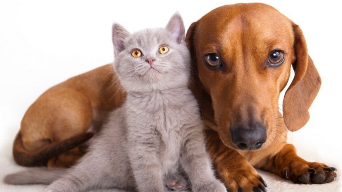 Castración gratuita en San Genaro para perros y gatos