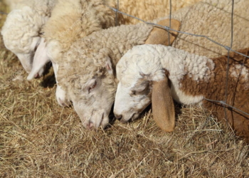 Robó tres ovejas y fueron encontradas en su vivienda