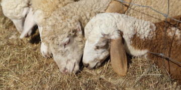 Robó tres ovejas y fueron encontradas en su vivienda