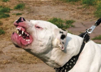 Un abuelo terminó en el hospital al ser atacado por dos pitbull