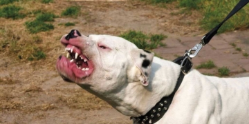 Un abuelo terminó en el hospital al ser atacado por dos pitbull