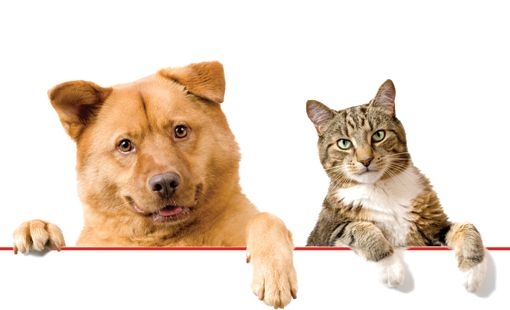 Nueva jornada de castración en Barrancas