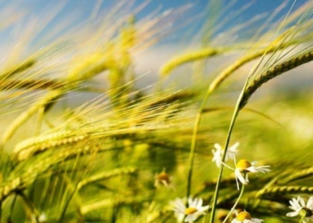 Nuevo alerta por fuertes vientos para la región