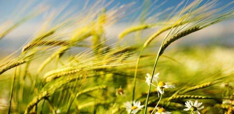 Nuevo alerta por fuertes vientos para la región