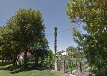 Desesperado pedido por una gatita atrapada en gigantesco árbol