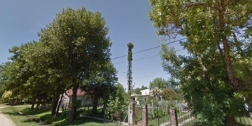 Desesperado pedido por una gatita atrapada en gigantesco árbol