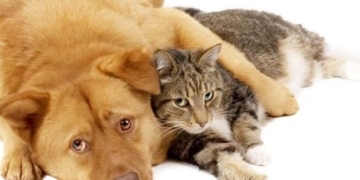 Jornada de castración en el Balneario de Monje