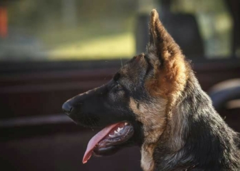 Desesperado pedido de una familia a la que le robaron su perro