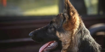 Desesperado pedido de una familia a la que le robaron su perro