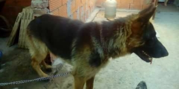 Gracias a las redes sociales, Dago ya está con su familia