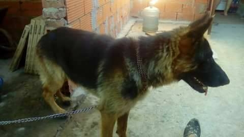 Gracias a las redes sociales, Dago ya está con su familia