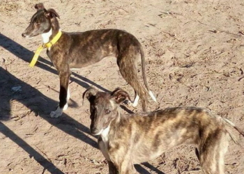 Monje: robaron en un campo y los dueños piden recuperar a sus mascotas