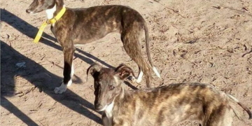 Monje: robaron en un campo y los dueños piden recuperar a sus mascotas