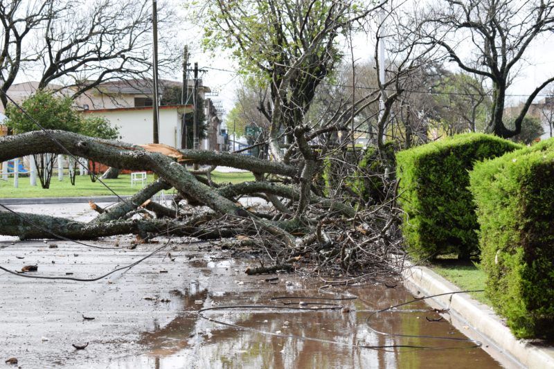 Sin luz: un añoso árbol cayó en pleno centro de Maciel
