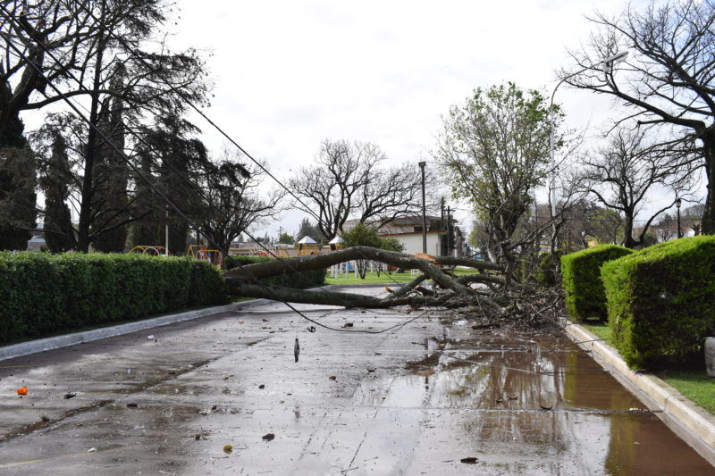 Sin luz: un añoso árbol cayó en pleno centro de Maciel