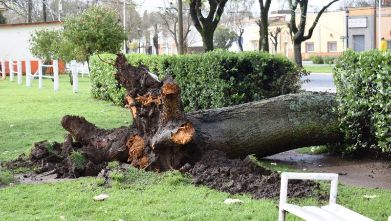 Sin luz: un añoso árbol cayó en pleno centro de Maciel