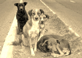 Castraciones: llega el móvil a Oliveros y suspendieron la jornada en Serodino