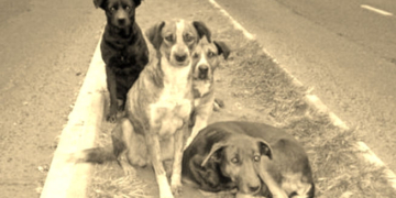 Castraciones: llega el móvil a Oliveros y suspendieron la jornada en Serodino