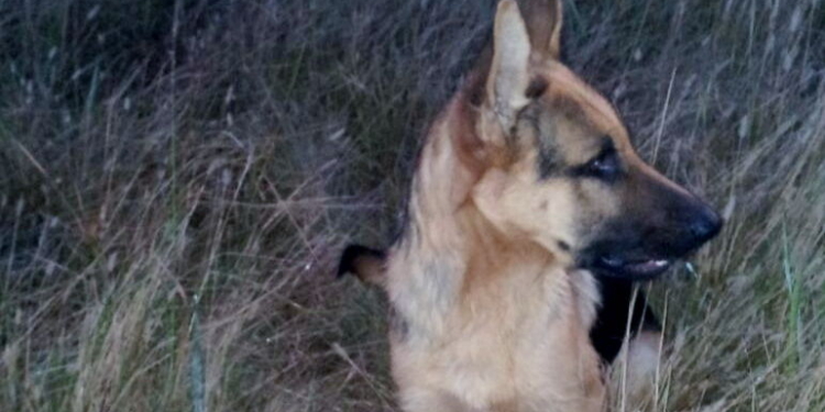 Kenyo dio la vida por su dueño y murió electrocutado por un cable caído