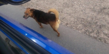 Nuevamente debieron rescatar al «perro peregrino» tras la caminata religiosa