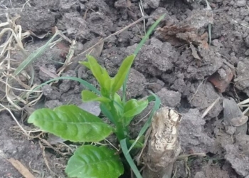Insólito: se llevaron los árboles frutales de la Fundación Abba