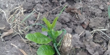 Insólito: se llevaron los árboles frutales de la Fundación Abba