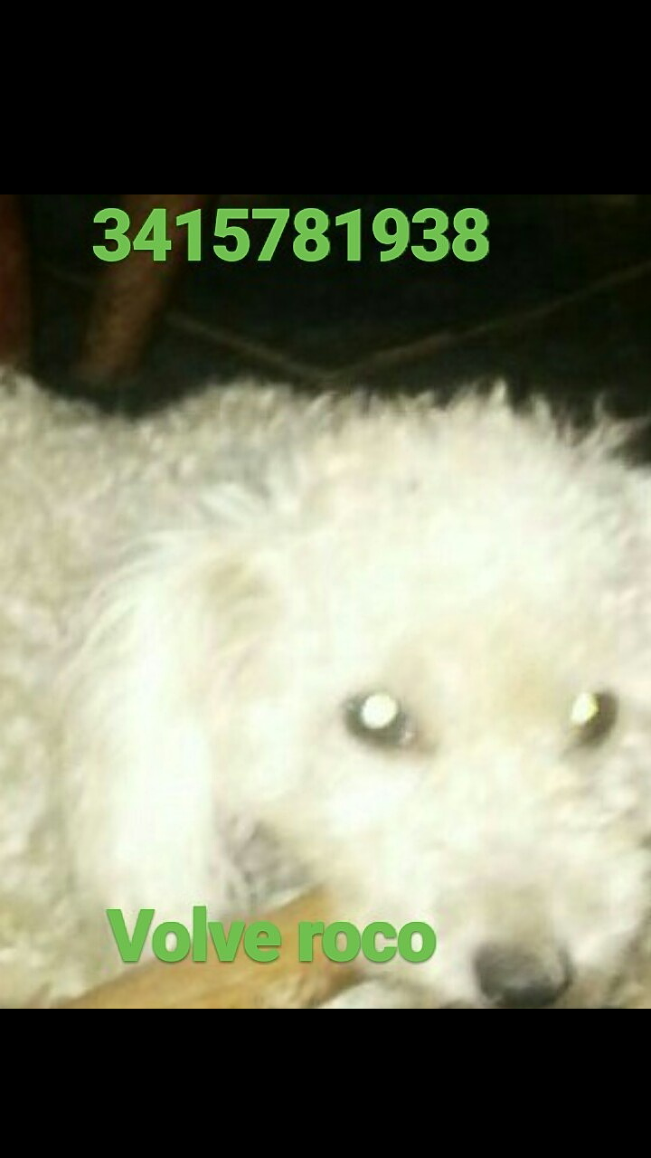 Oliveros: busca a sus dos perros robados en la puerta de su casa