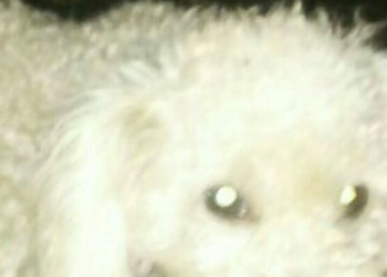 Oliveros: busca a sus dos perros robados en la puerta de su casa