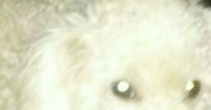 Oliveros: busca a sus dos perros robados en la puerta de su casa