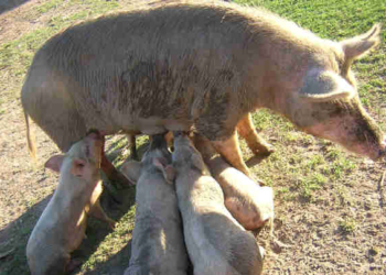 Un vecino de Oliveros denunció el robo de sus animales