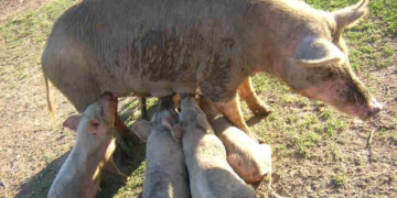 Un vecino de Oliveros denunció el robo de sus animales