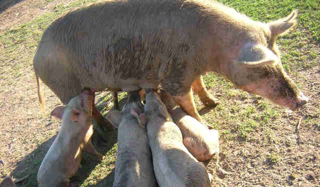 Un vecino de Oliveros denunció el robo de sus animales