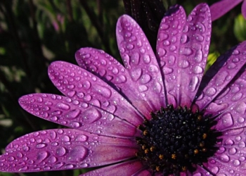 El SMN anunció probabilidades de lluvias hasta el viernes