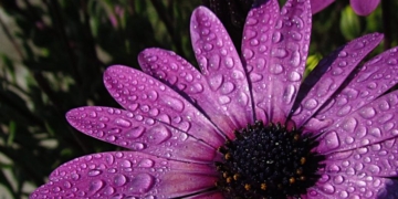 El SMN anunció probabilidades de lluvias hasta el viernes