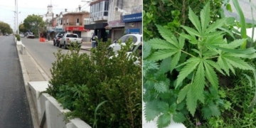 Sorpresa en San Lorenzo: plantas de marihuana en pleno centro