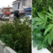 Sorpresa en San Lorenzo: plantas de marihuana en pleno centro