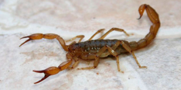 Bomberos trasladaron a una mujer que fue picada por un alacrán