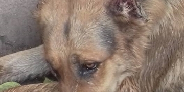 Gaboto: rescataron a un perro maltratado por su dueño