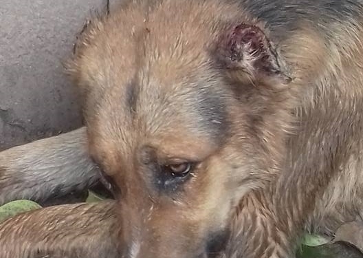 Gaboto: rescataron a un perro maltratado por su dueño