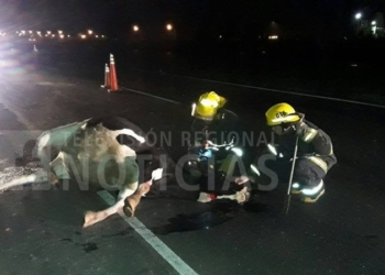 Milagro en autopista: dos autos impactaron contra una manada de vacas